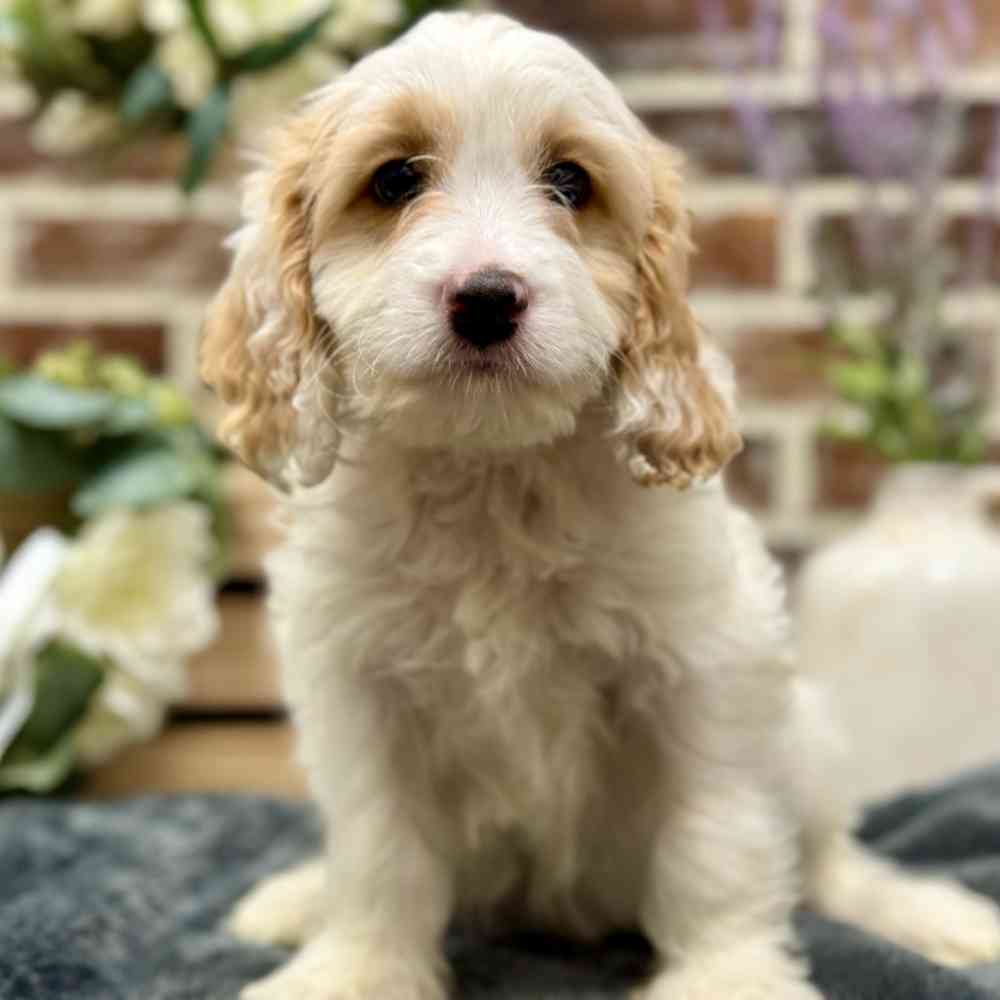 Male Cavapoo puppy for sale at Shake A Paw Union.