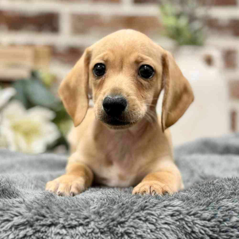 Male Dachshund puppy for sale at Shake A Paw Union.