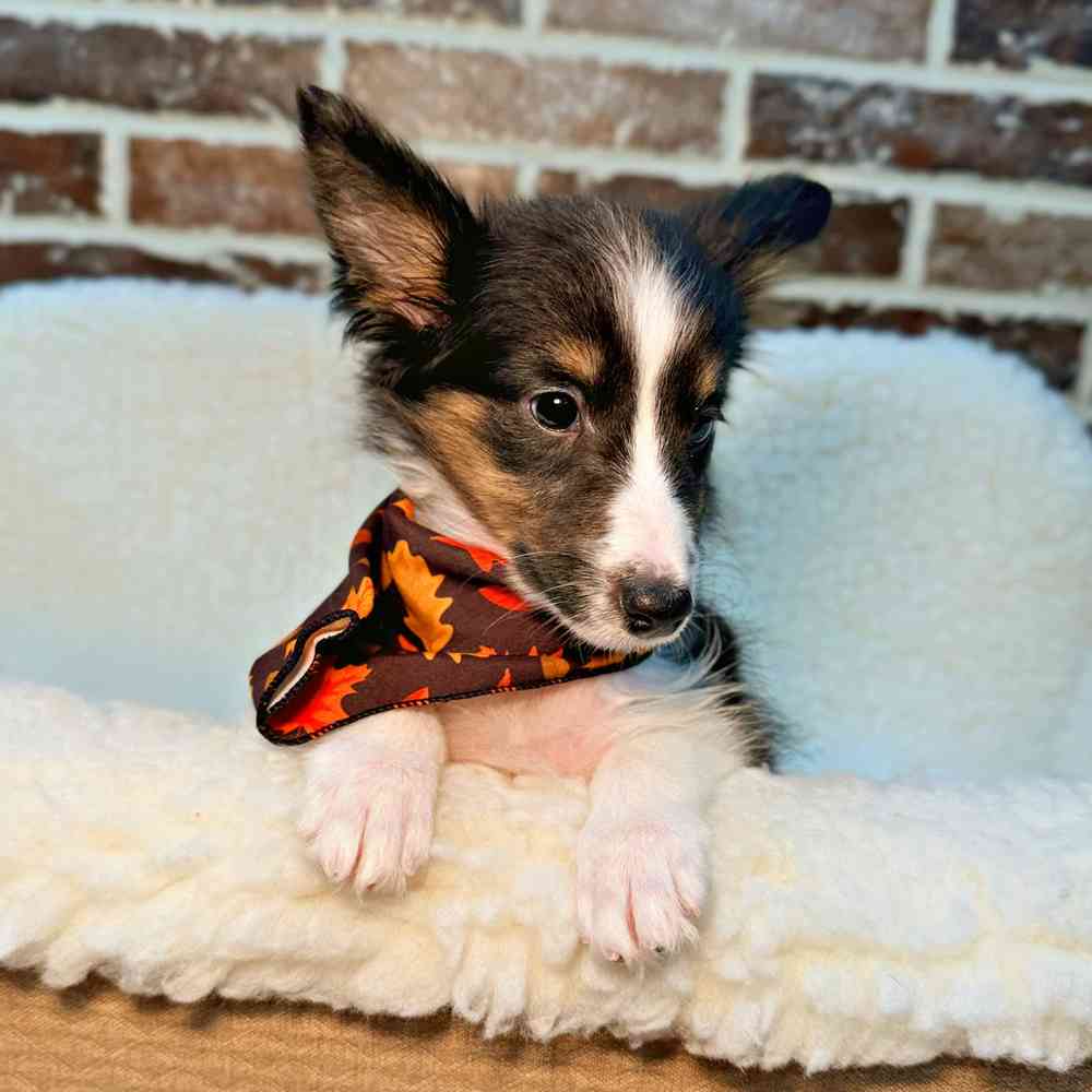 Female Shetland Sheepdog puppy for sale at Shake A Paw Union.