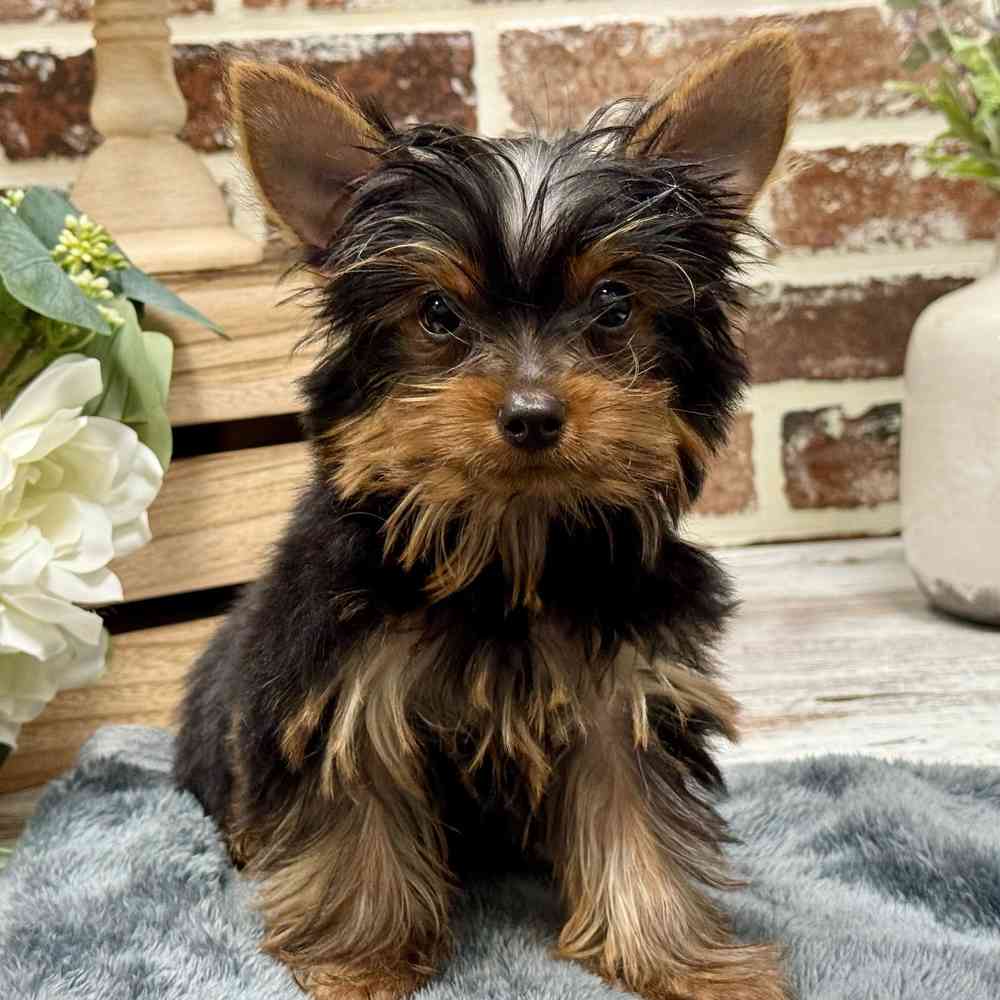 Male Yorkshire Terrier puppy for sale at Shake A Paw Union.