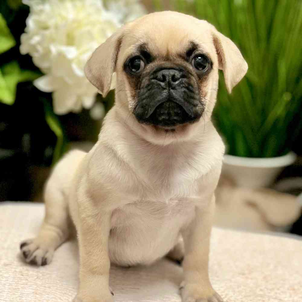 Male Pug puppy for sale at Shake A Paw Green Brook.