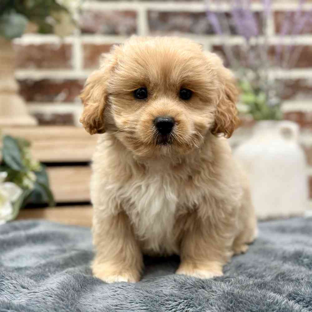 Male Pekingese / Poodle puppy for sale at Shake A Paw Union.