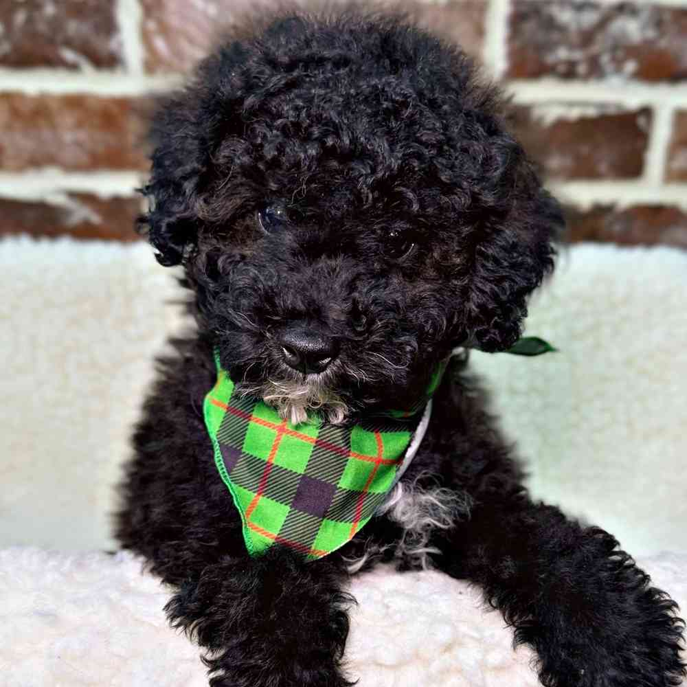 Male Poodle puppy for sale at Shake A Paw Union.