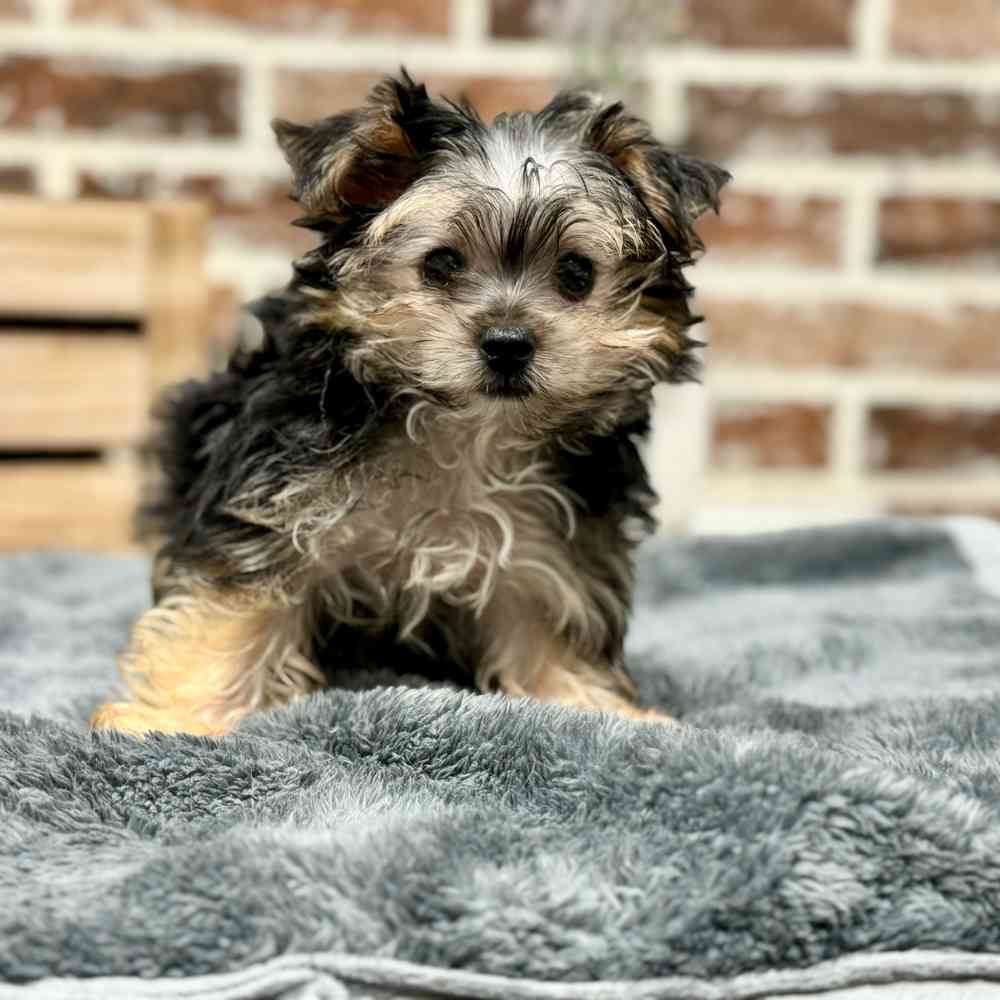 Male Maltese / Yorkie puppy for sale at Shake A Paw Union.