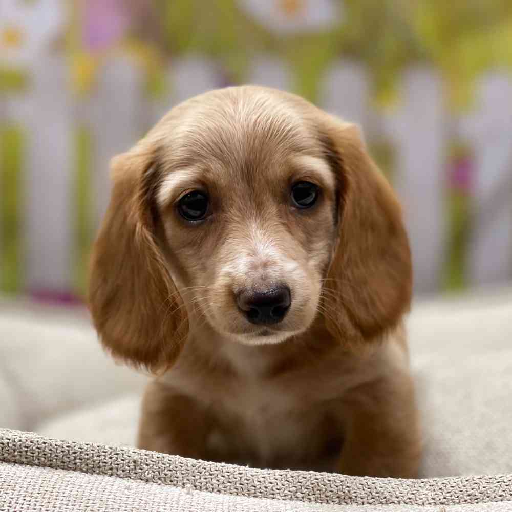 Male Dachshund puppy for sale at Shake A Paw Union.
