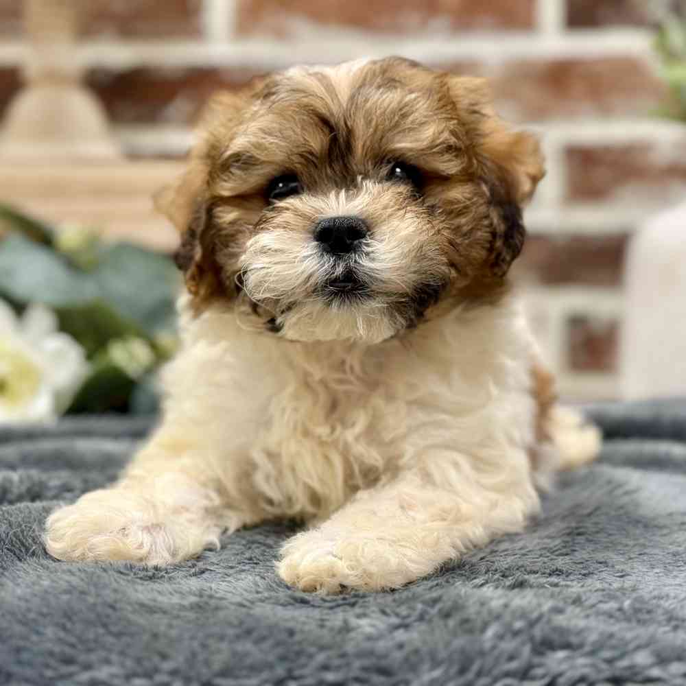 Male Shih Tzu / Bichon puppy for sale at Shake A Paw Union.