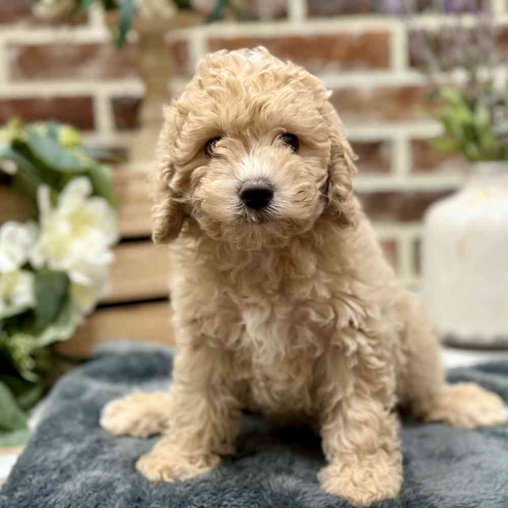Female Cockapoo 2Nd Gen puppy for sale at Shake A Paw Union.