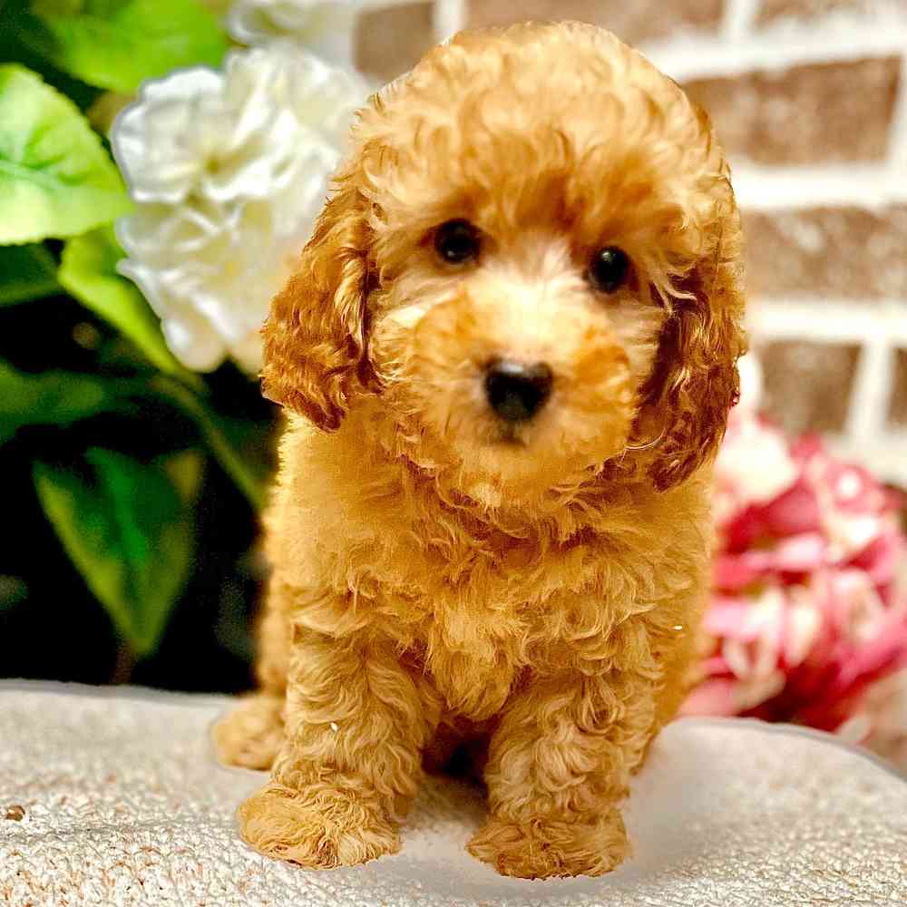 Male Poodle puppy for sale at Shake A Paw Green Brook.