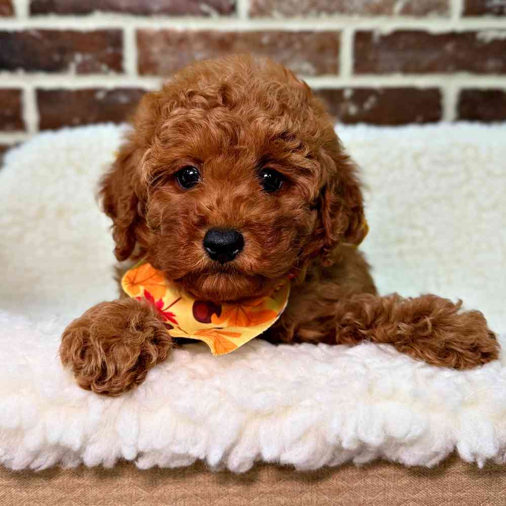 Female Poodle puppy for sale at Shake A Paw Union.