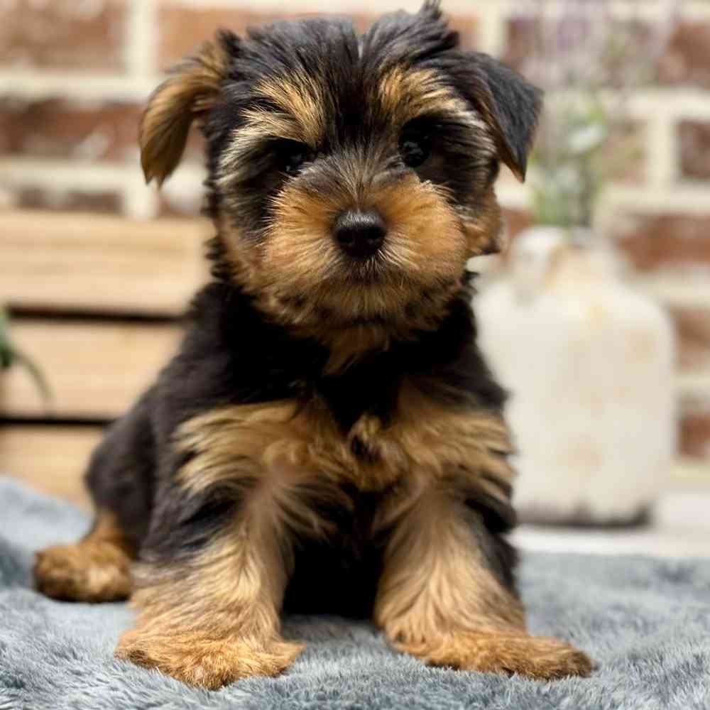 Male Yorkshire Terrier puppy for sale at Shake A Paw Union.