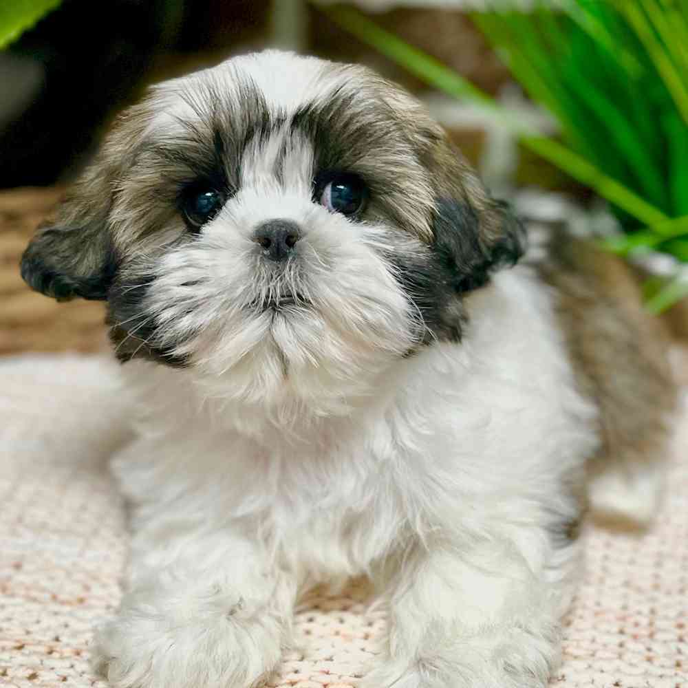 Male Shih Tzu puppy for sale at Shake A Paw Green Brook.