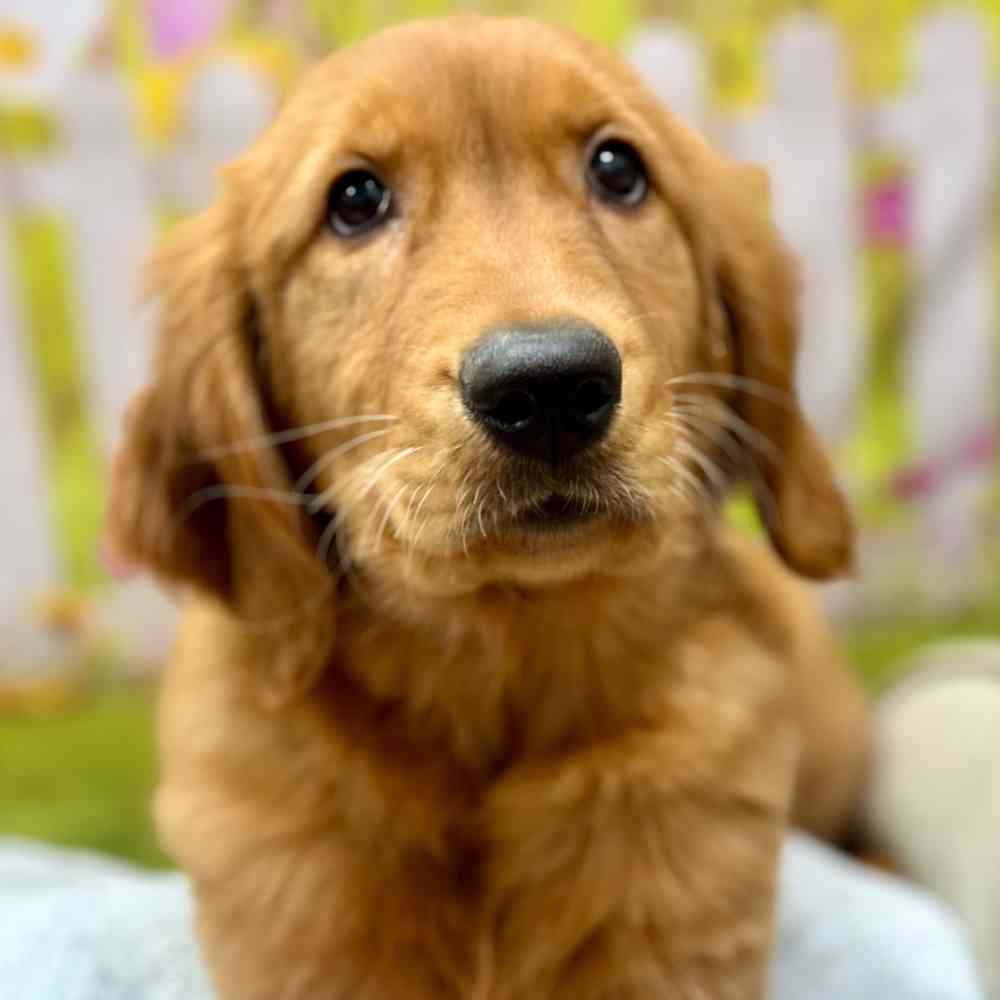 Female Golden Retriever puppy for sale at Shake A Paw Union.