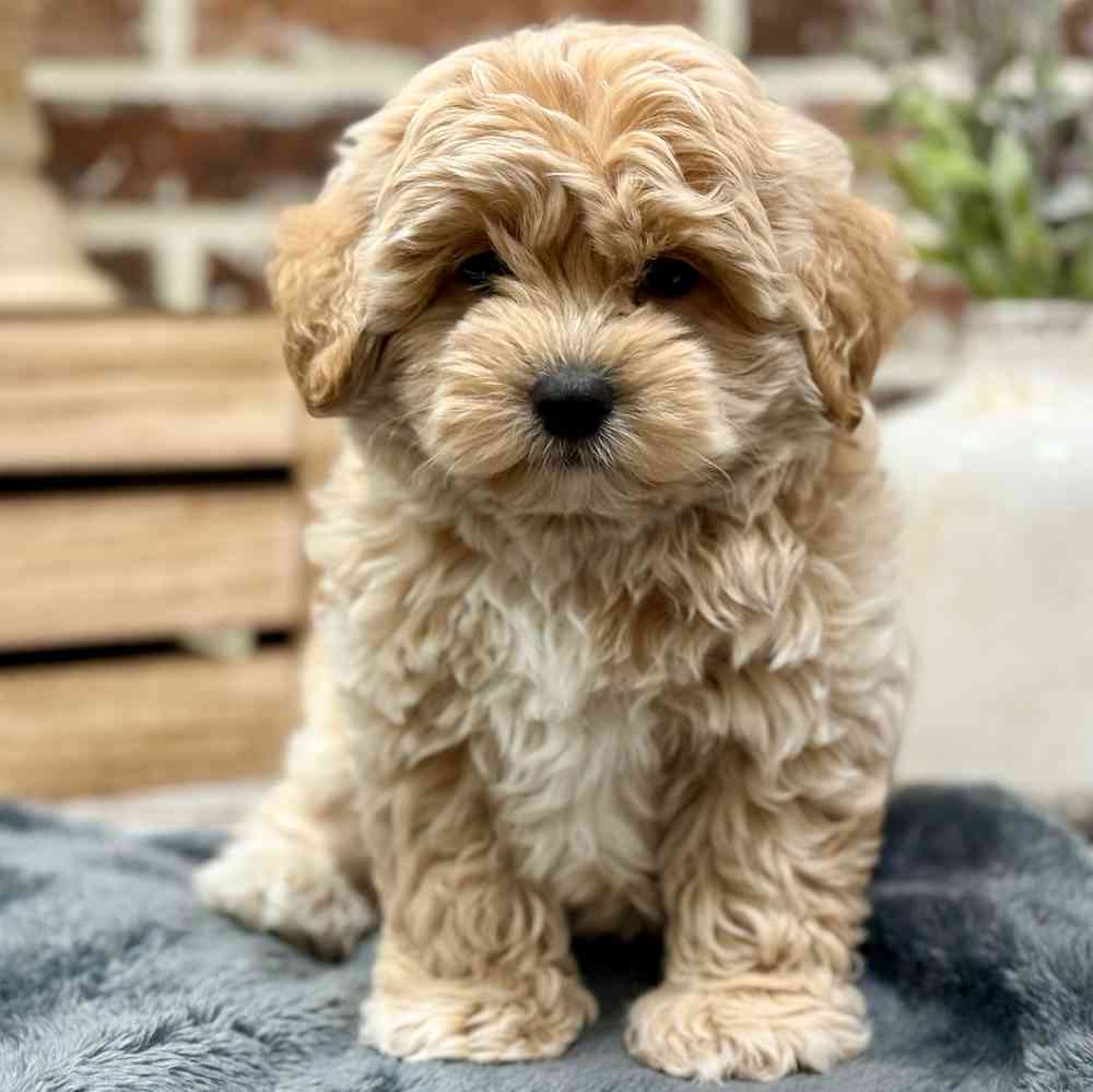 Male Shih Tzu / Poodle puppy for sale at Shake A Paw Union.