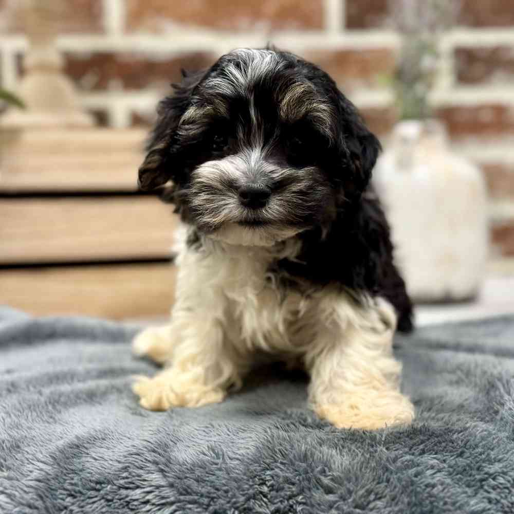 Male Havanese puppy for sale at Shake A Paw Union.