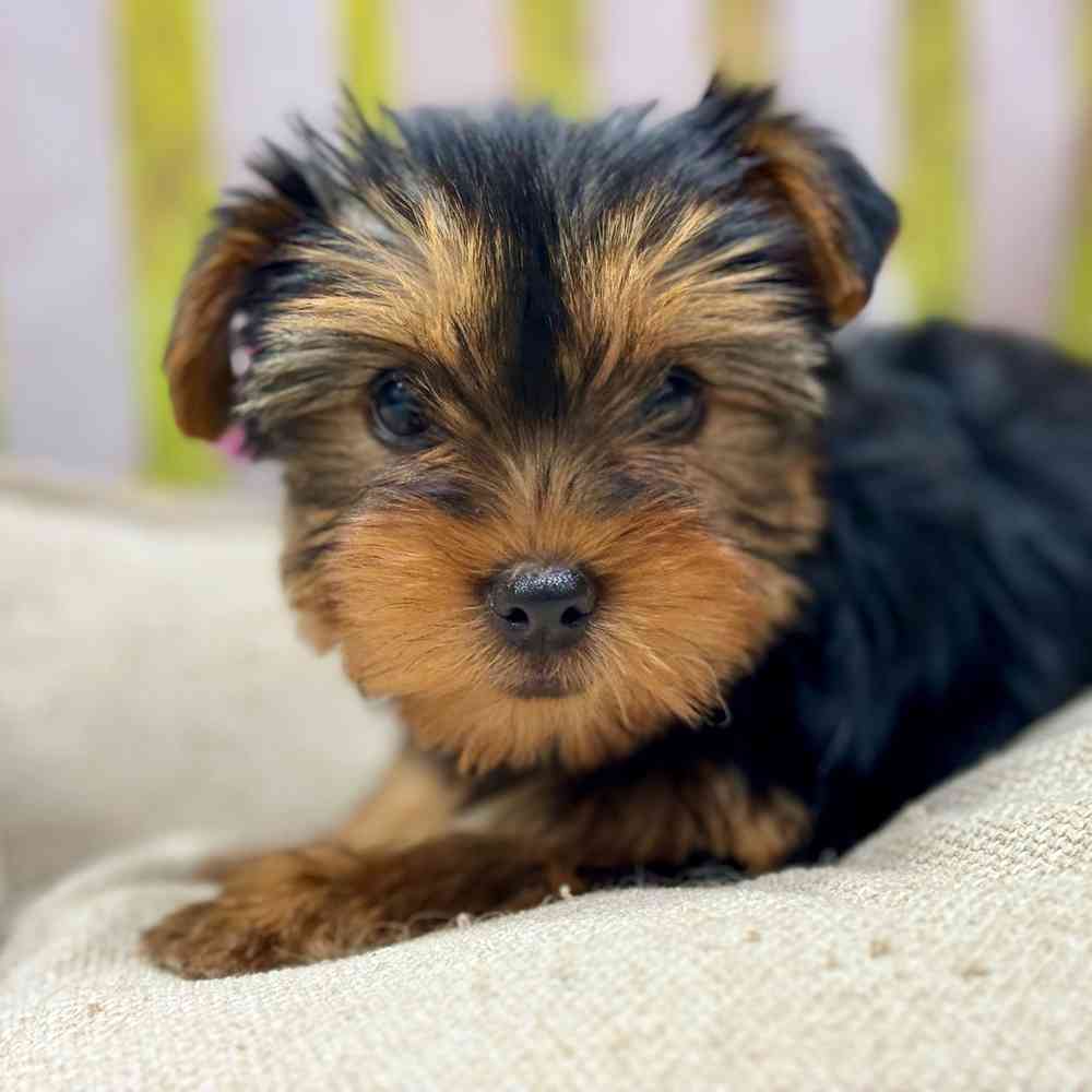 Female Yorkshire Terrier puppy for sale at Shake A Paw Union.