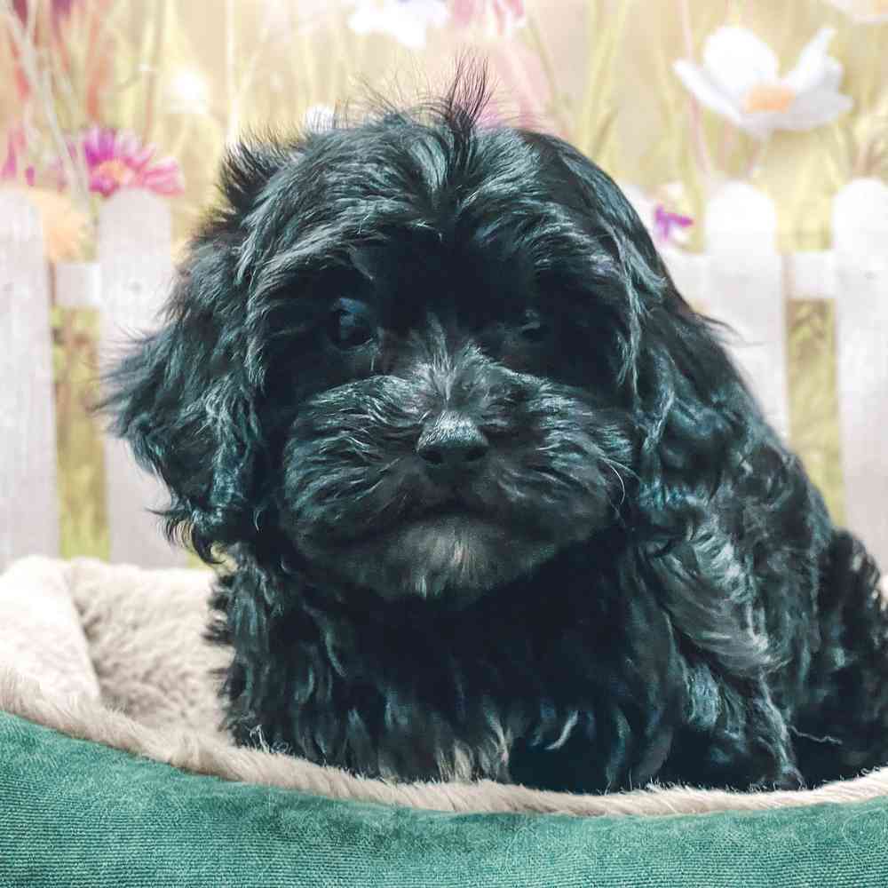 Female Havanese / Poodle puppy for sale at Shake A Paw Union.