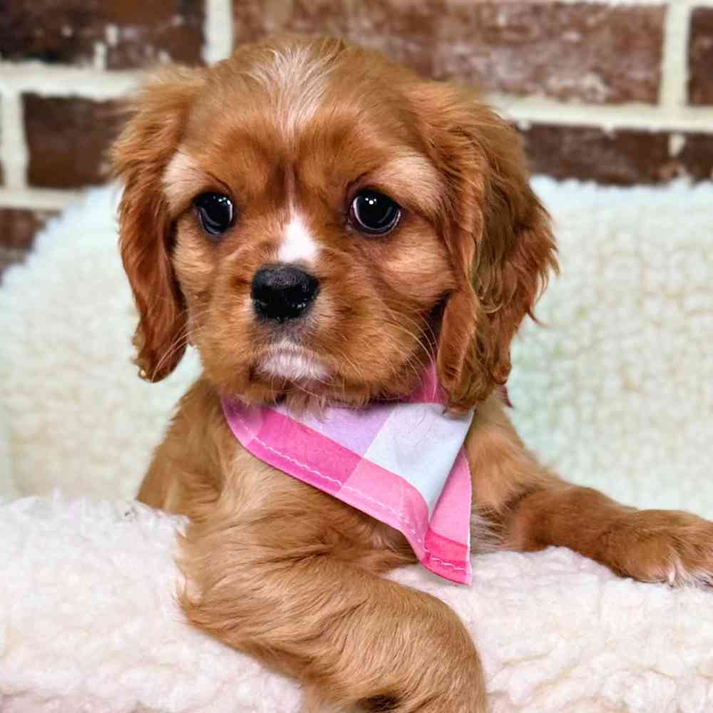 Female Cavalier King Charles Spaniel puppy for sale at Shake A Paw Union.