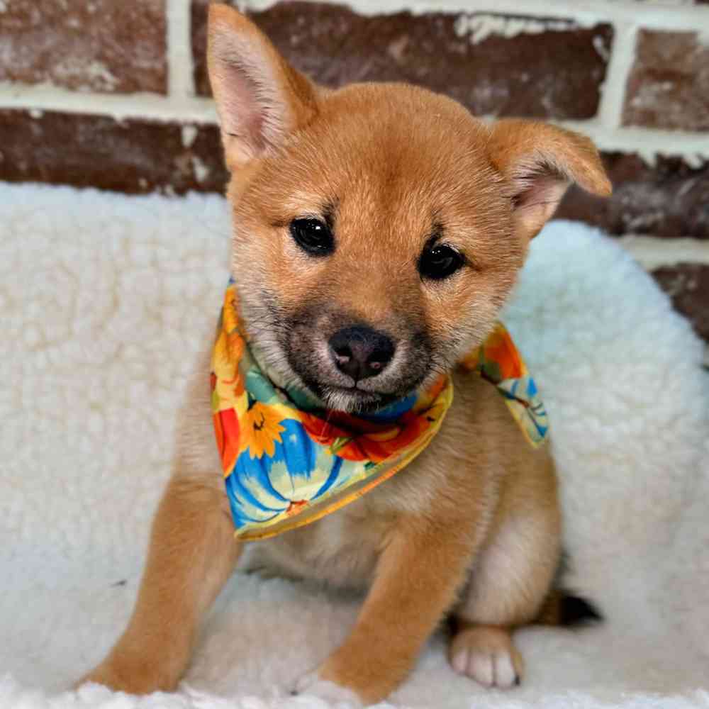 Female Shiba Inu puppy for sale at Shake A Paw Union.