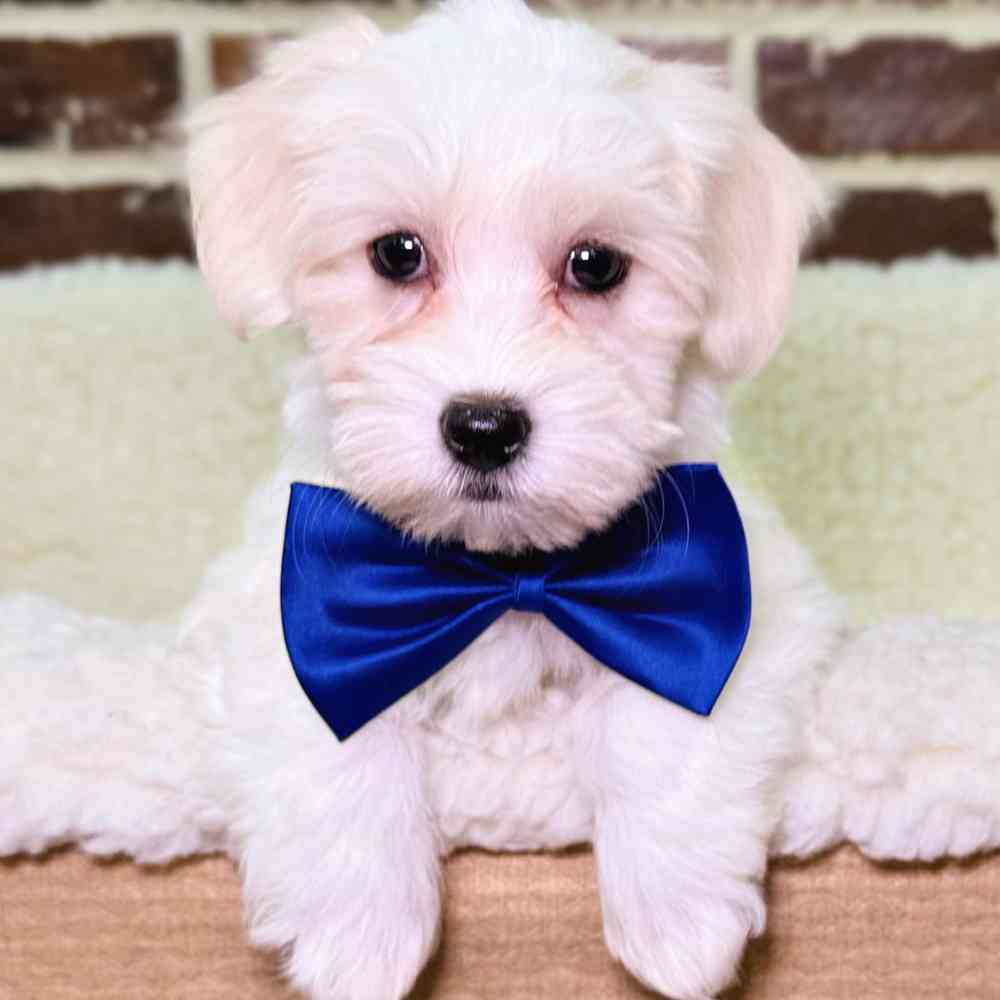 Male Coton De Tulear puppy for sale at Shake A Paw Union.