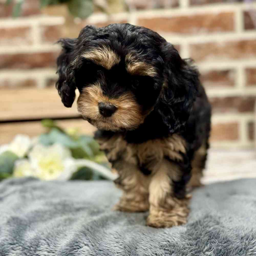 Female Cavachon puppy for sale at Shake A Paw Union.