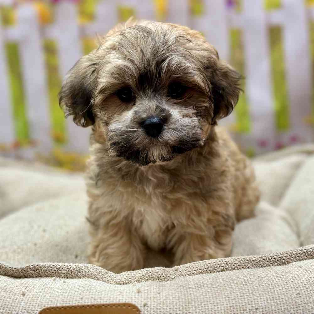 Male Havanese puppy for sale at Shake A Paw Union.