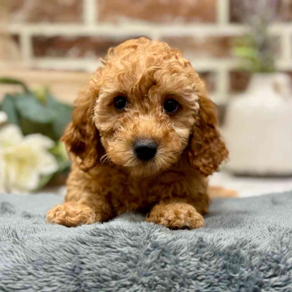 Female Poodle puppy for sale at Shake A Paw Union.
