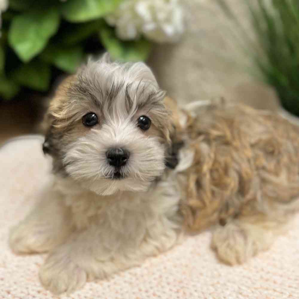 Male Havanese puppy for sale at Shake A Paw Green Brook.
