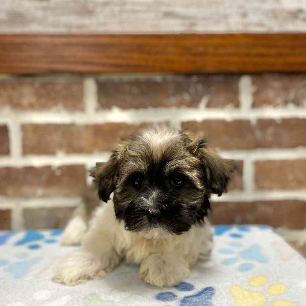 Female Havanese puppy for sale at Shake A Paw Green Brook.