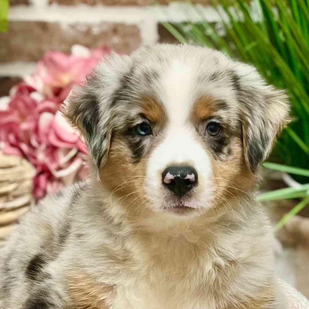 Male Mini American Shepherd puppy for sale at Shake A Paw Green Brook.