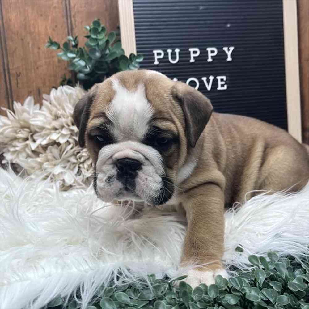 Female English Bulldog puppy for sale at Shake A Paw Union.