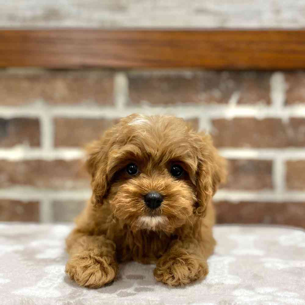 Male Cavapoo puppy for sale at Shake A Paw Green Brook.