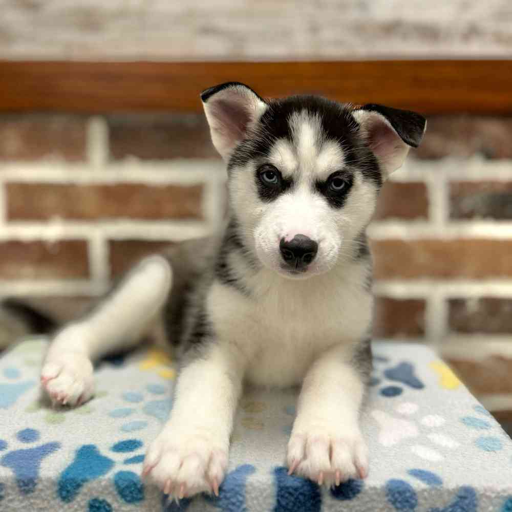 Female Siberian Husky puppy for sale at Shake A Paw Green Brook.