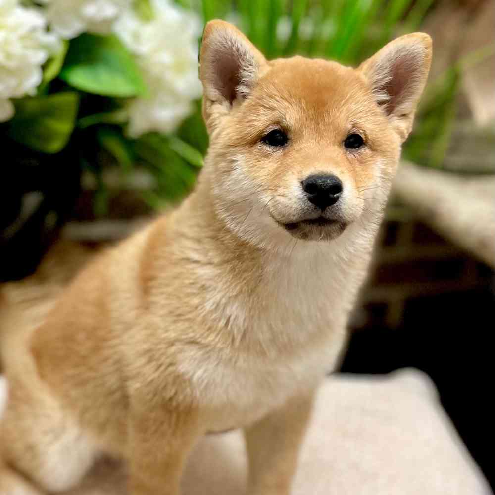 Male Shiba Inu puppy for sale at Shake A Paw Green Brook.