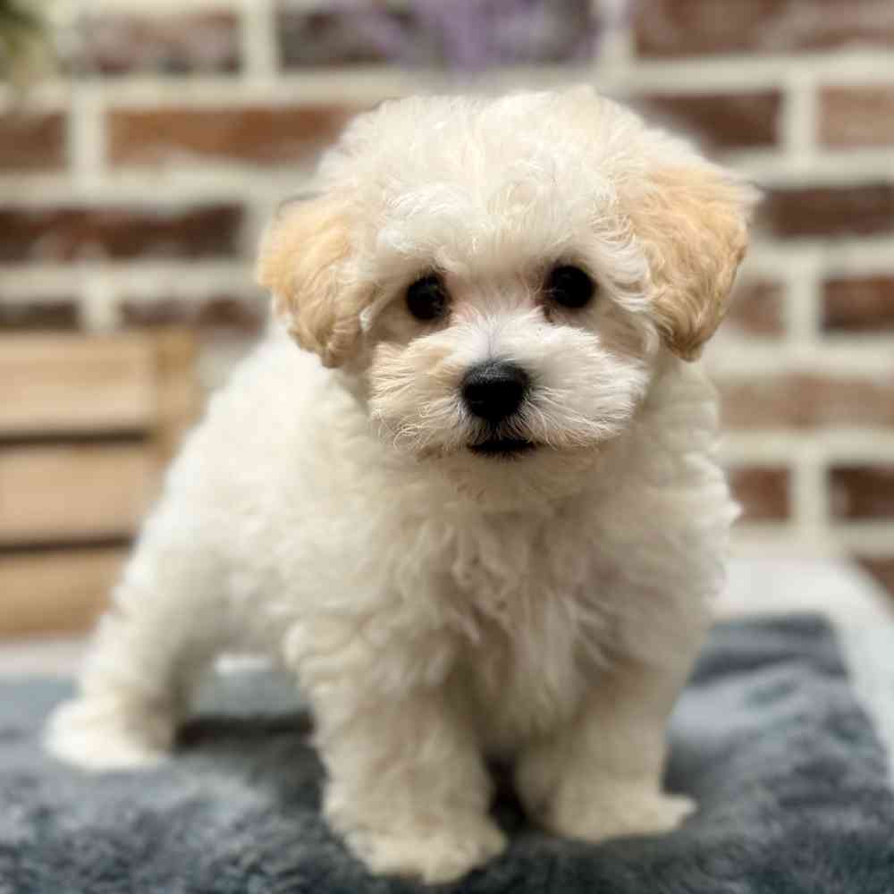 Female Bichon / Poodle puppy for sale at Shake A Paw Union.