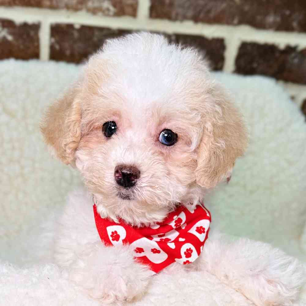 Male Maltipoo puppy for sale at Shake A Paw Union.