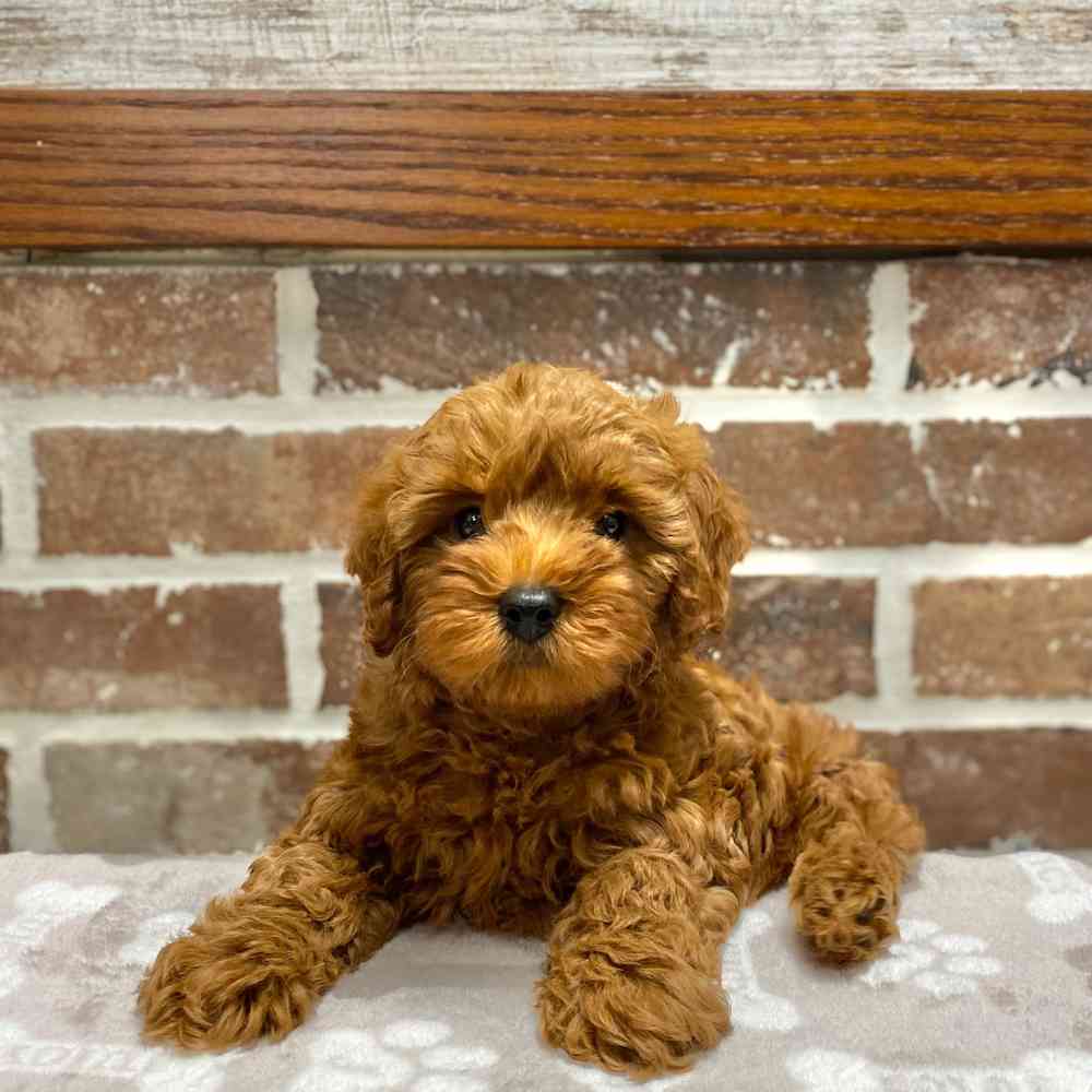 Male Cavapoo 2Nd Gen puppy for sale at Shake A Paw Green Brook.