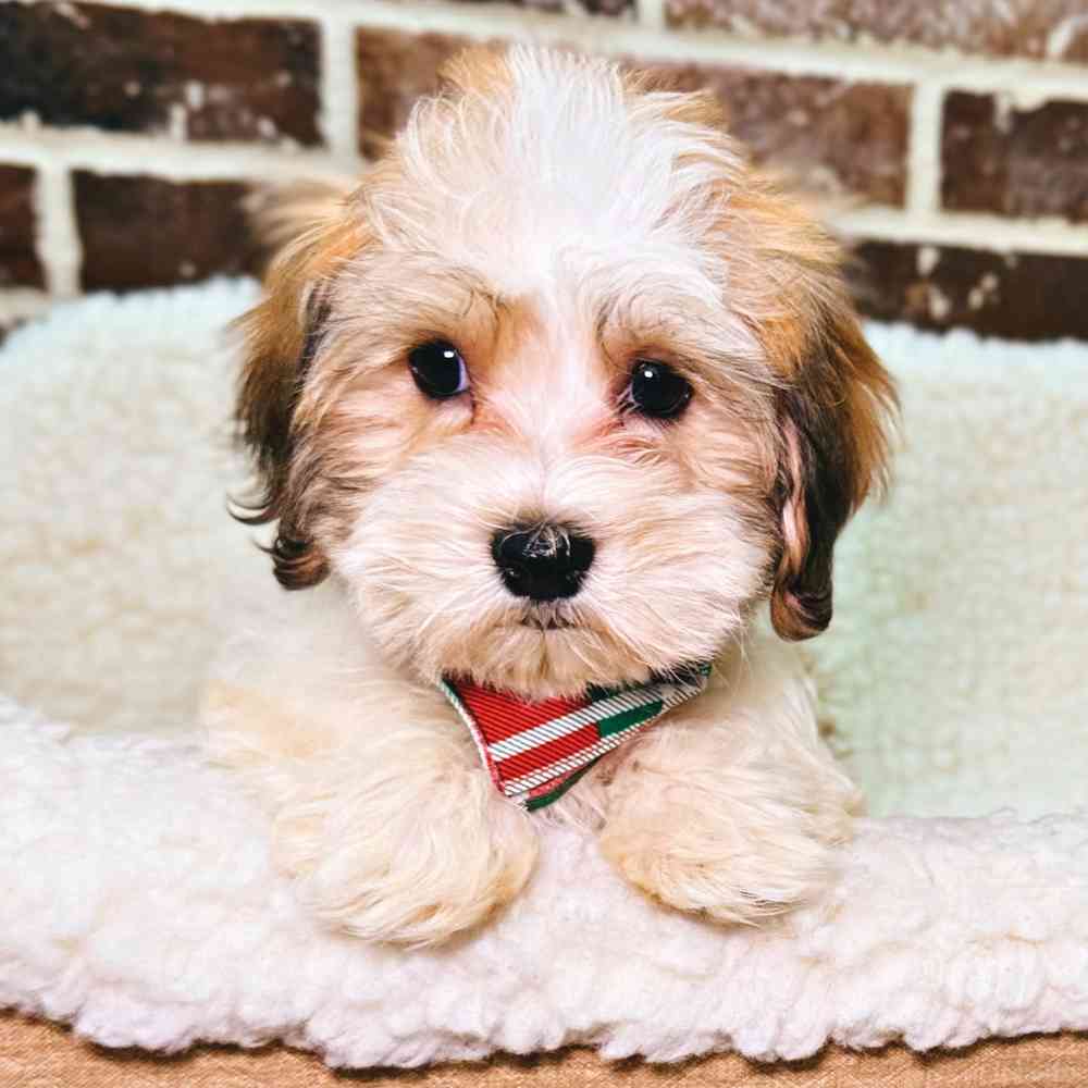 Female Havanese puppy for sale at Shake A Paw Union.