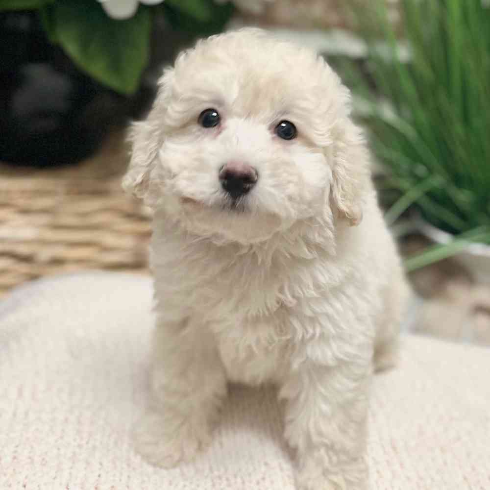 Male Bichon / Poodle puppy for sale at Shake A Paw Green Brook.