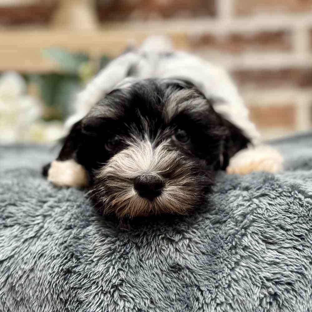 Female Havanese puppy for sale at Shake A Paw Union.