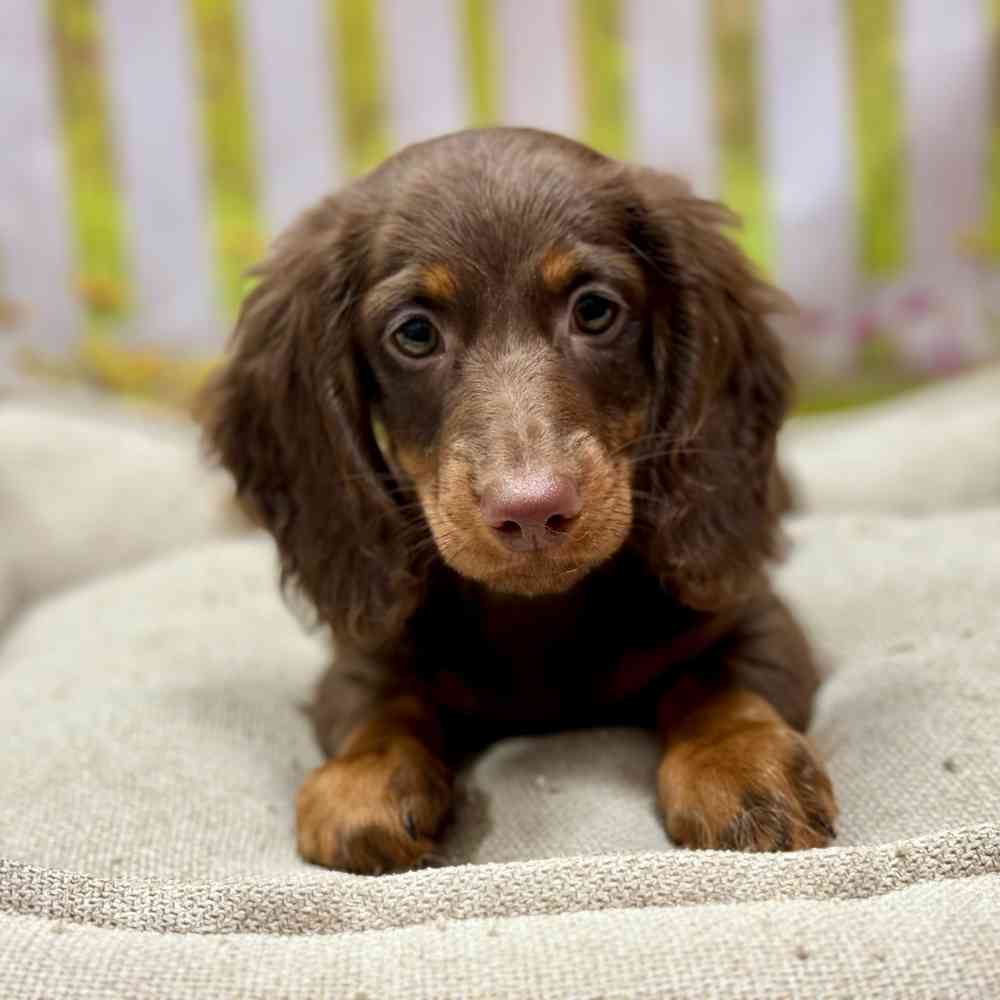 Male Dachshund puppy for sale at Shake A Paw Union.