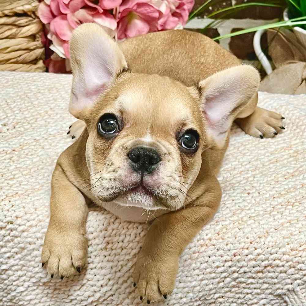 Male French Bulldog puppy for sale at Shake A Paw Green Brook.