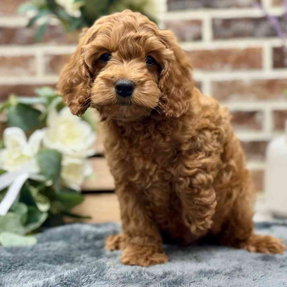 Male Cockapoo 2Nd Gen puppy for sale at Shake A Paw Union.