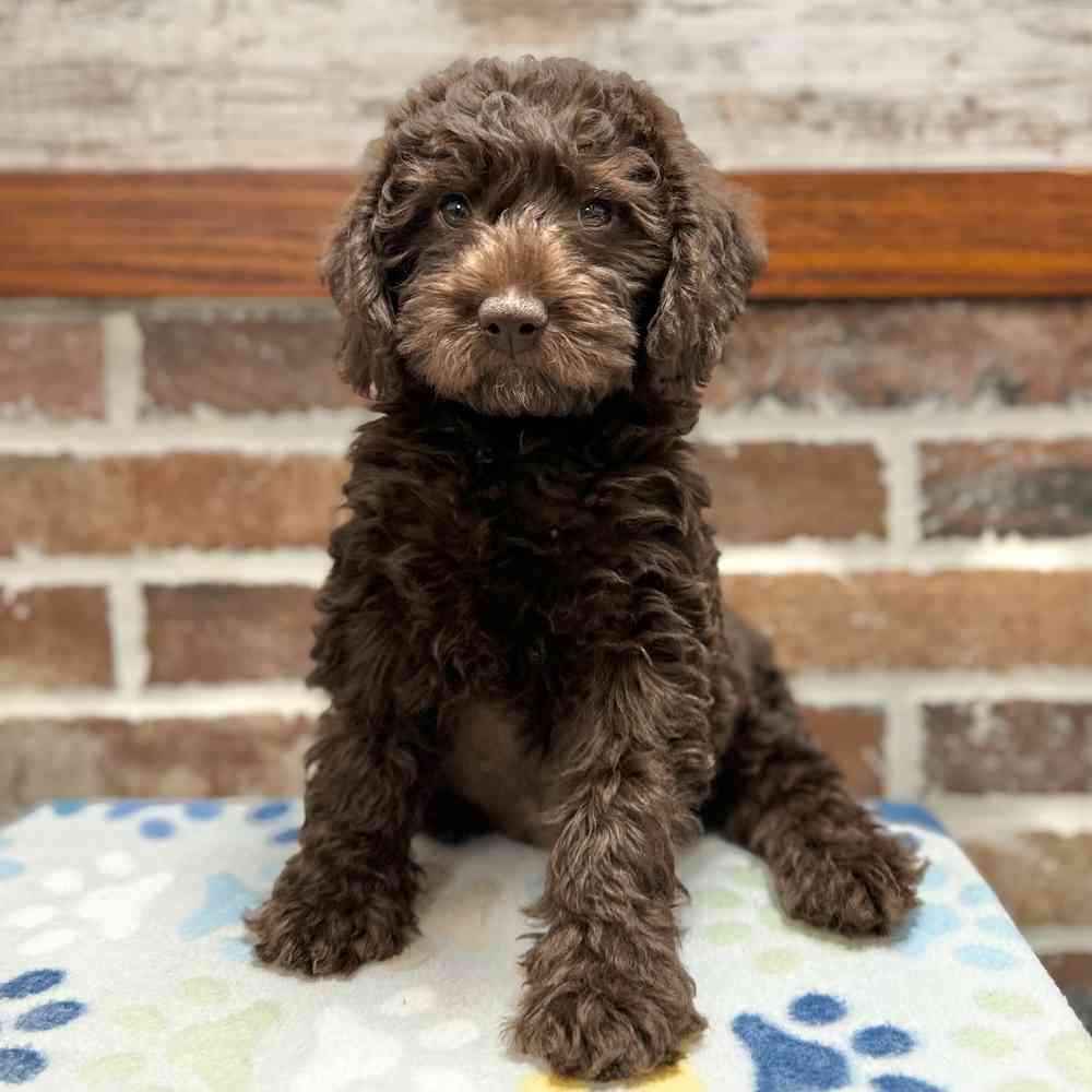 Female Mini Labradoodle 2Nd Gen puppy for sale at Shake A Paw Green Brook.