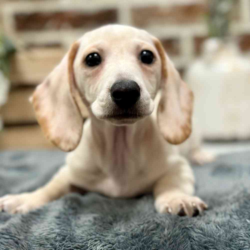 Male Dachshund puppy for sale at Shake A Paw Union.
