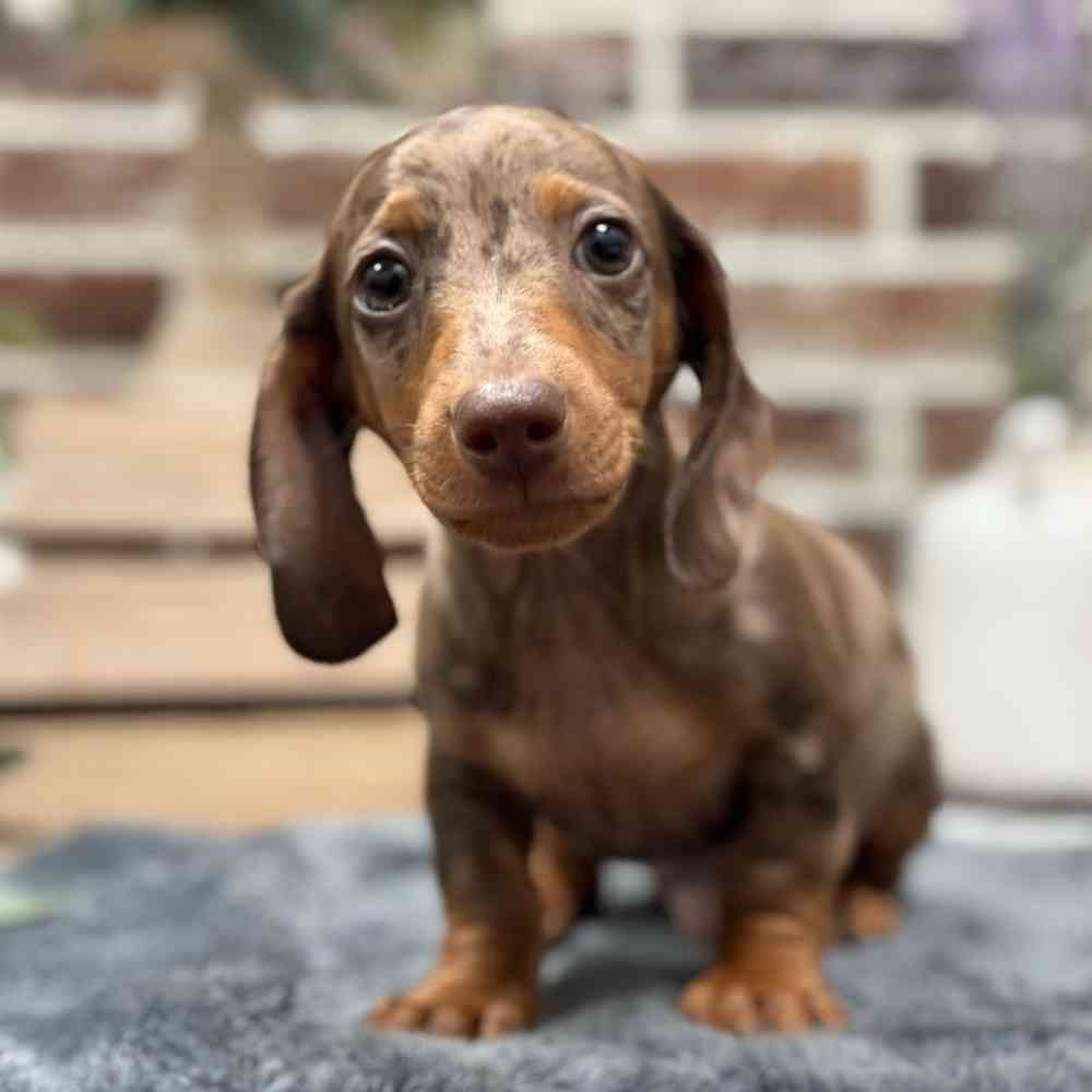 Male Dachshund puppy for sale at Shake A Paw Union.