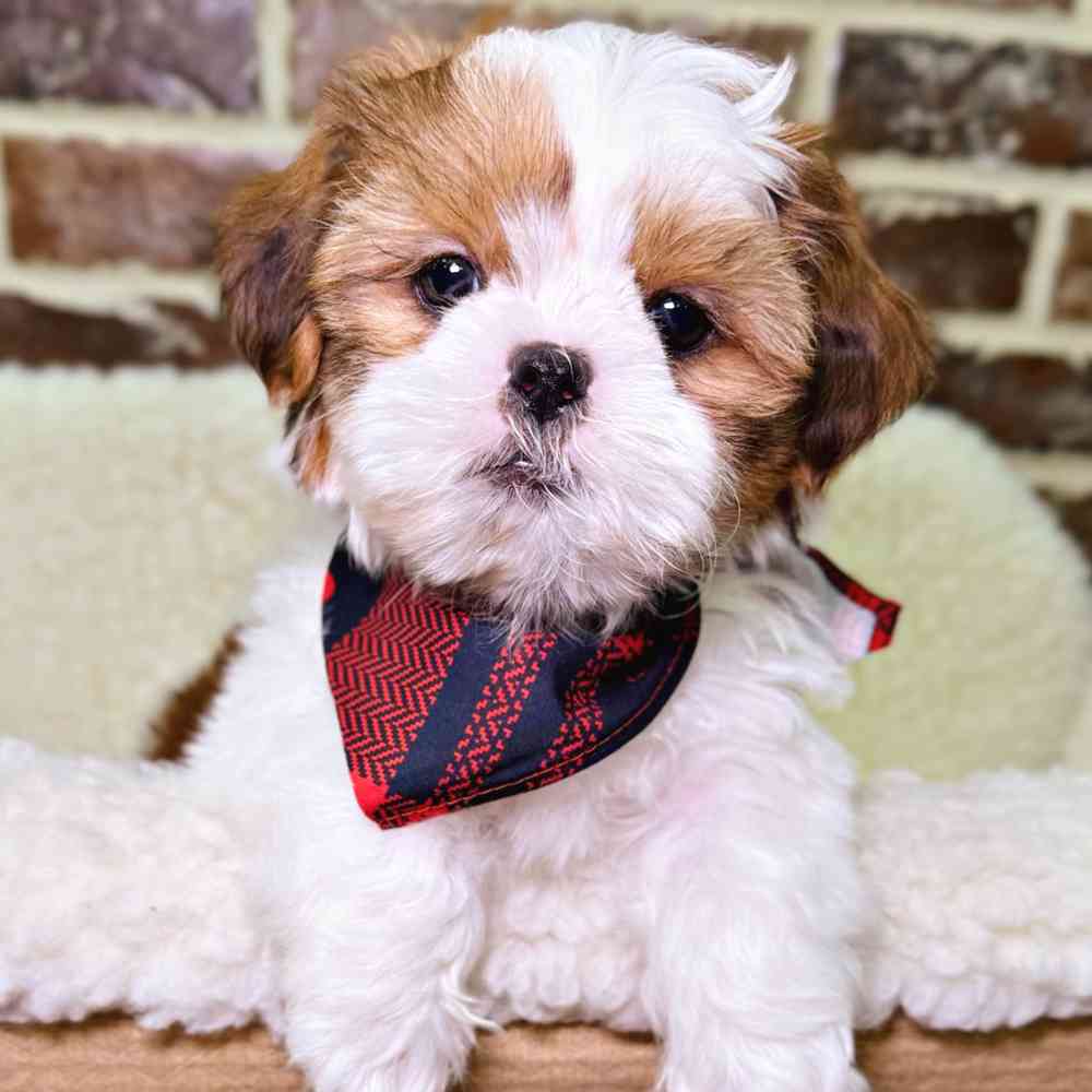 Male Shih Tzu puppy for sale at Shake A Paw Union.