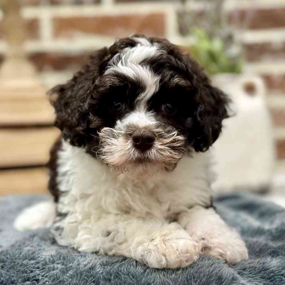 Male Havanese / Poodle puppy for sale at Shake A Paw Union.