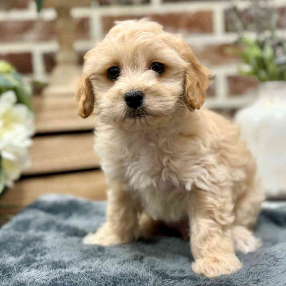 Male Maltipoo puppy for sale at Shake A Paw Union.