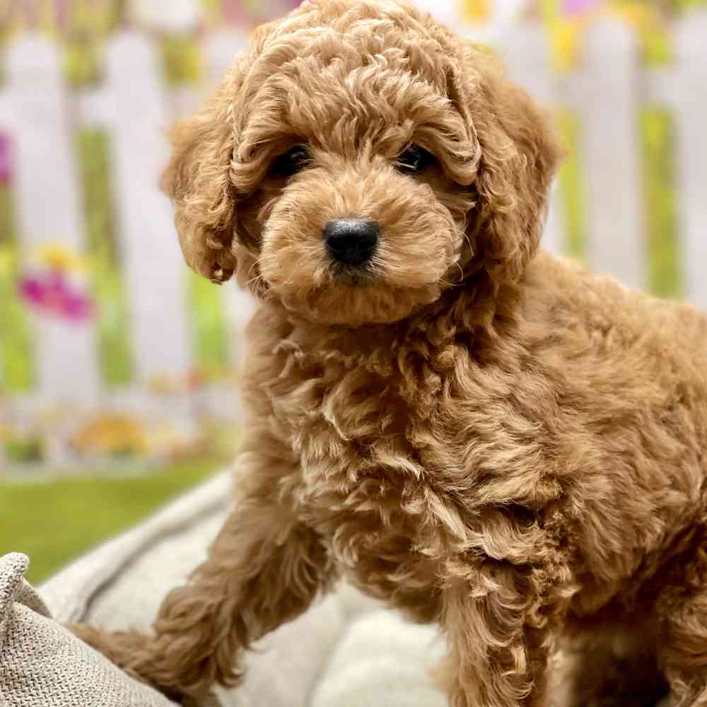 Female Cockapoo 2Nd Gen puppy for sale at Shake A Paw Union.