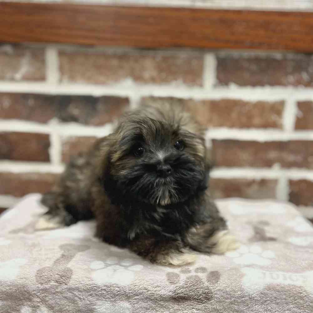 Female Havanese puppy for sale at Shake A Paw Green Brook.